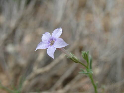 Image of Ipomopsis laxiflora by (c) Anders Hastings, some rights reserved (CC BY)