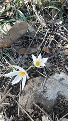 Crocus aleppicus