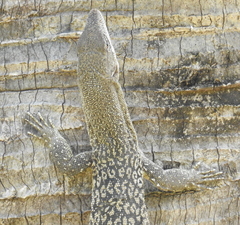 Varanus scalaris