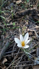 Crocus aleppicus