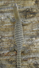 Varanus scalaris