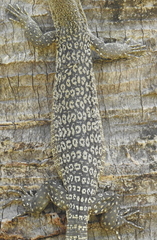 Varanus scalaris