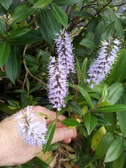 Veronica pubescens sejuncta