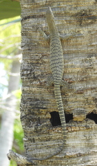 Varanus scalaris