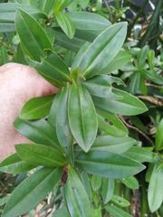 Veronica pubescens sejuncta