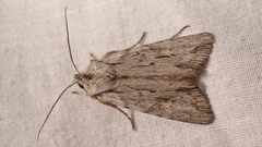 Lithophane leautieri