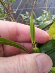 Veronica pubescens sejuncta