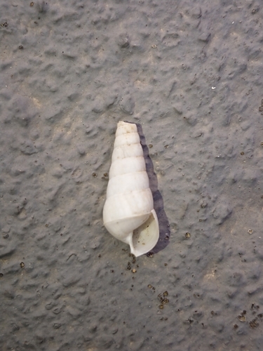 Tupka (Rumina decollata)