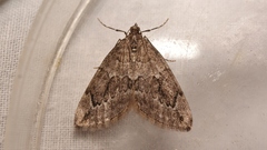 Thera juniperata