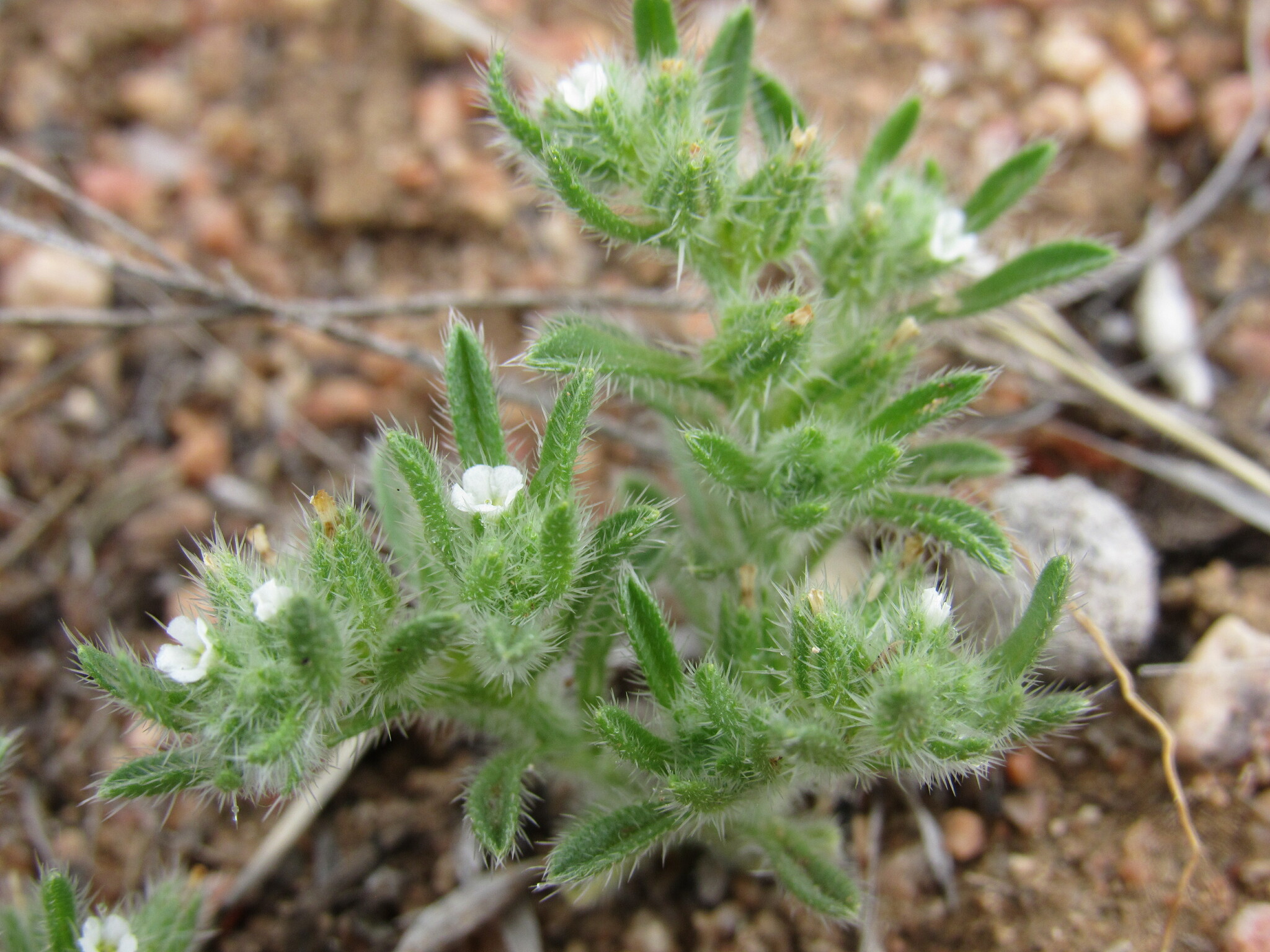 Cryptantha minima