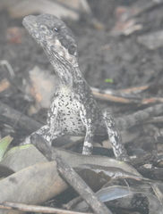 Tropicagama temporalis