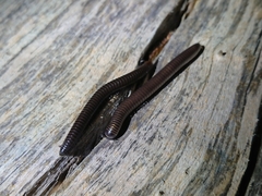 Acanthoiulus fuscipes