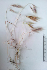 Bromus arenarius