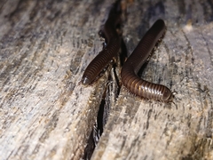 Acanthoiulus fuscipes