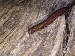 Acanthoiulus fuscipes