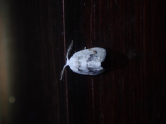 Niphopyralis
