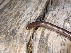 Acanthoiulus fuscipes