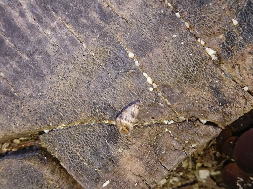 Široki šiljavac (Cochlicella barbara)