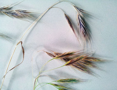 Bromus arenarius