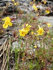 Erythranthe laciniata