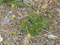 Lomatium torreyi