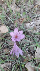 Colchicum feinbruniae