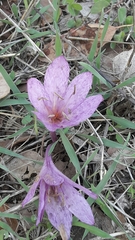 Colchicum feinbruniae