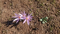 Crocus pallasii