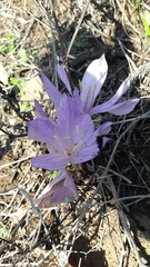 Colchicum feinbruniae