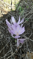 Colchicum feinbruniae