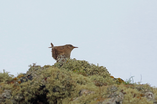 Pacific Wren (Pribilof Is.)
