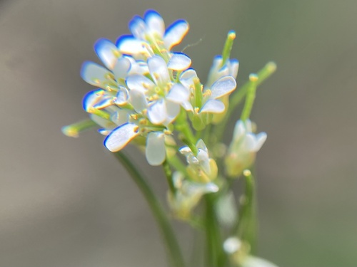 Fourraea alpina, photograph 4