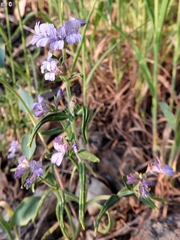 Collinsia childii