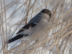 Pyrrhula pyrrhula cineracea