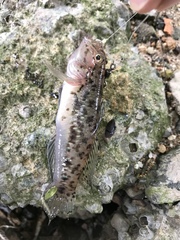 Acentrogobius janthinopterus
