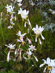 Hesperantha bachmannii