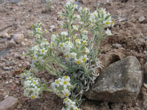 Image of Oreocarya fulvocanescens by (c) Anders Hastings, some rights reserved (CC BY)