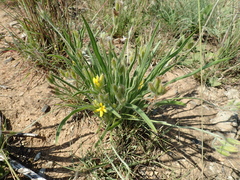 Hypoxis ludwigii