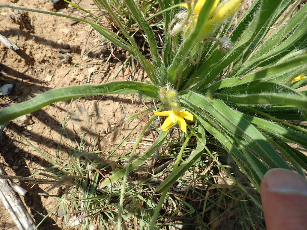 Hypoxis ludwigii