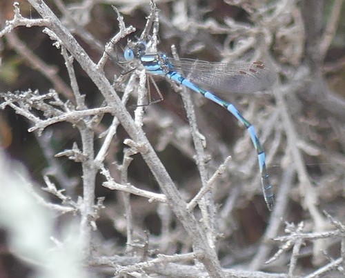 Photo of Blue Ringtail (Austrolestes annulosus)