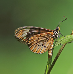 Acraea encedon encedon