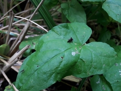 Acanthuchus trispinifer