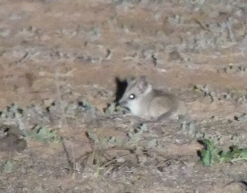 オブトスミントプシス