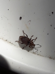 Chalepistes compressus