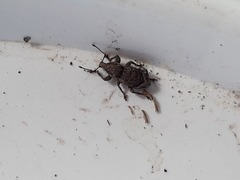 Chalepistes compressus