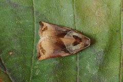 Archips podana