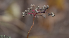 Zanthoxylum schinifolium