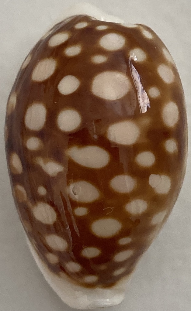 Cribrarula abaliena