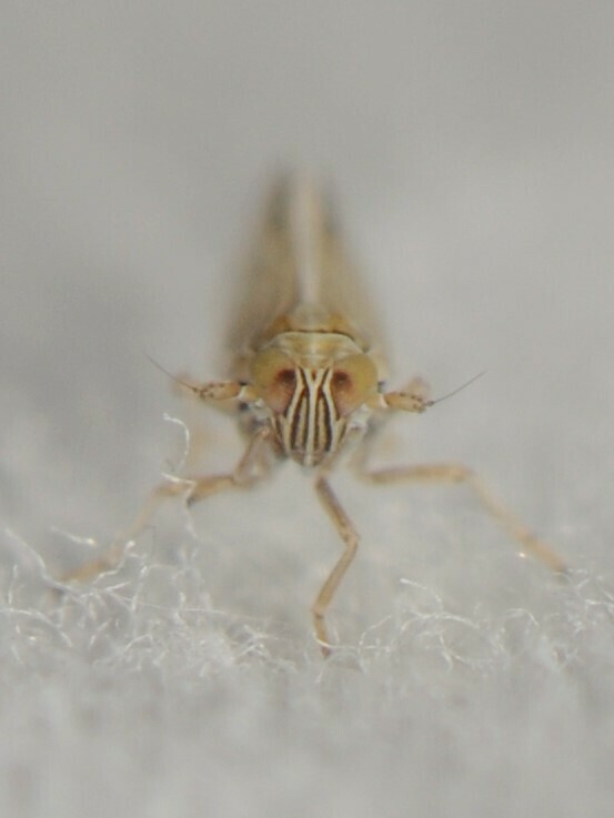 Prokelisia salina