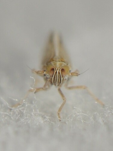 Prokelisia salina